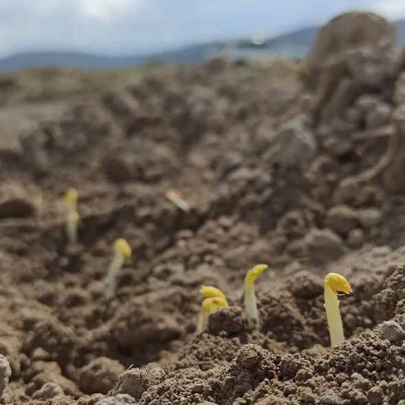 Azienda%20Agricola%20Panfili