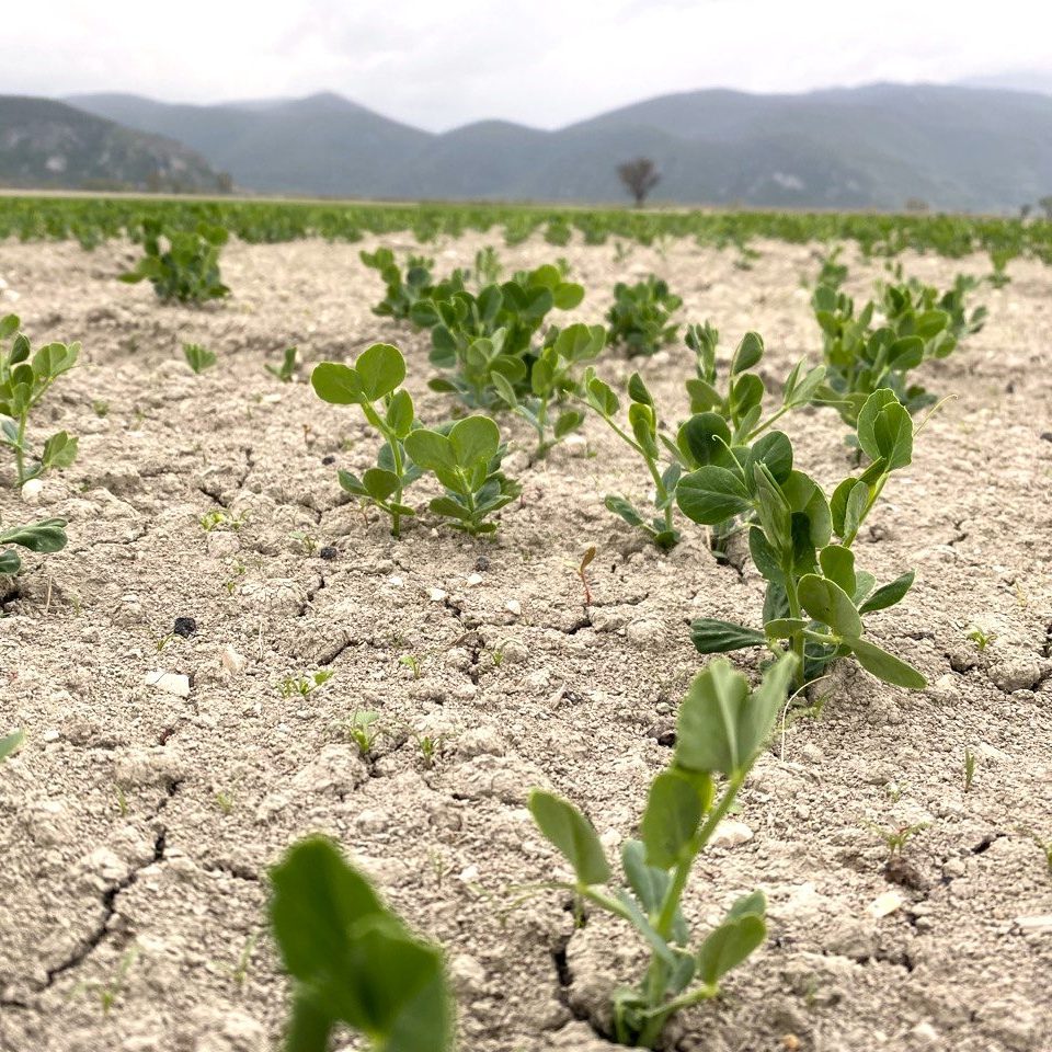 Azienda%20Agricola%20Panfili